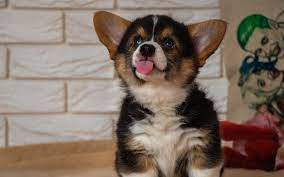 Why Do Dogs Stick Their Tongue Out 6 Common Reasons