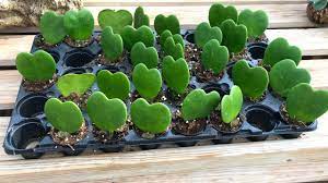 Personally, i create an organic soil mix that really helps my hoyas if you have your hoyas planted in a pot, they like being in close quarters, so transplanting the hoya into a larger planter may do more harm than good. Guide Hoya Kerrii Leaf And Paw