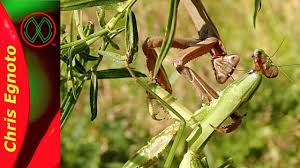 Check spelling or type a new query. Praying Mantis Fight One Praying Mantis Attacks Another Youtube