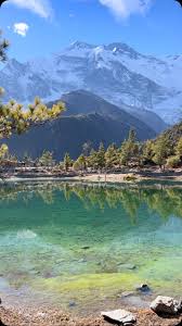 Image result for Manostachya