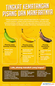 Itulah manfaat bagian batang pisang yang masih dapat digunakan setelah matang atau ditebang. Fenomena Pohon Pisang Berbuah Lebih Dari Satu Tandan Ini Penjelasan Ahli Halaman All Kompas Com