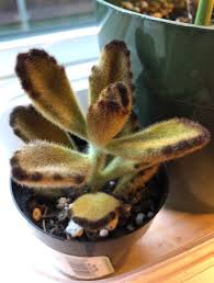I Bought New Succulents At Walmart Succulents Plants Buy Succulents