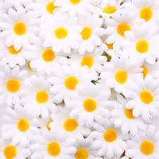 Maybe you would like to learn more about one of these? Buy Johouse Artificial Daisy 200pcs Silk Daisy Artificial Gerber Daisy Artificial Chrysanthemum Daisy Flowers Heads For Wedding Decoration Home Decoration 1 5inch White Online In Vietnam B07hgwcprq