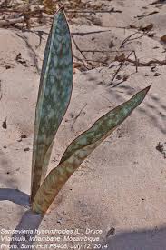 Image result for Sansevieria hyacinthoides