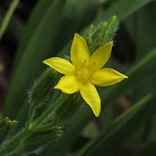 Image result for Hypoxis