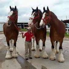 Not to be outdone by its parents' foals are born at 3 feet tall and can weigh 180 pounds at birth. Clydesdales Clydesdale Horses Horses Big Horses