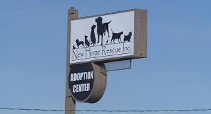 Bathing every other month can also help maintain their healthy coat. Co Springs Animal Rescue Director Accused Of Failing To Get Puppies Medical Care Krdo