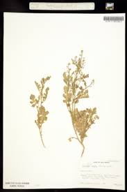 Image result for Rorippa nudiuscula