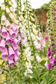 Hardy flowers that grow every year. 25 Best Perennial Flowers Ideas For Easy Perennial Flowering Plants