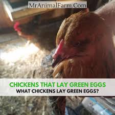 Good feed is the fuel for egg production, and careful nutrition planning is essential for chickens at all stages of development. Chickens That Lay Green Eggs What Chickens Lay Green Eggs Mranimal Farm