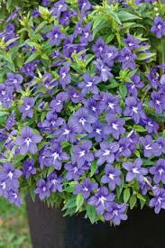 Image result for Browallia americana