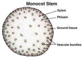 Monocot Stem Anatomy Plant Science Botanical Science Teaching Plants