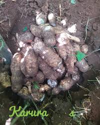 Image result for Deinbollia kilimandscharica