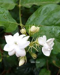 Mogara Mobile Snap Pune India Flowers Plants Pune