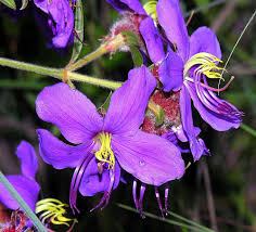 Image result for Dissotis princeps