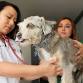 Playa Del Rey, CA – Dog dental cleaning event in Playa Del Rey, CA