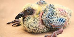This Is What A Baby Pigeon Looks Like The Bold Italic San Francisco By The Bold Italic Editors The Bold Italic