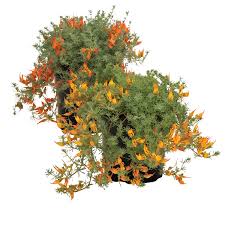 Image result for Lotus berthelotii