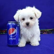 Minimum of 4 dogs earning titles. Akc Mini Maltese Puppies For Sale Near Me Usa Canada Australia Uk