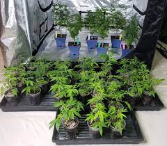 The first time i saw the price of a led light, i won't lie, i got a bit of sticker shock. Lec Vs Led Grow Lights Side By Side Cannabis Grow Journal Grow Weed Easy