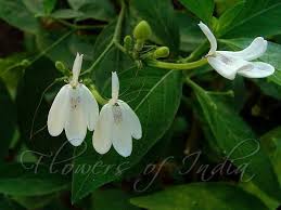 Image result for Rhinacanthus xerophilus