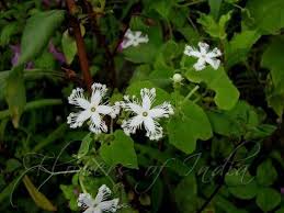 Image result for Rytigynia sp. G