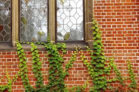 After removal, throw away the removed ivy immediately after removal because new plants can grow from cut/broken stems. How To Kill And Get Rid Of Ivy Lawn Mower Hut