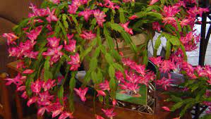 Christmas cactus can suffer from fungal diseases, for example, fusarium or phytophthora. Caring For A Christmas Cactus