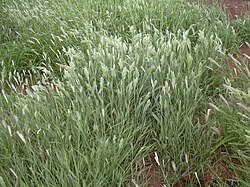Image result for Panicum pseudoracemosum