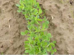 Image result for Trifolium squarrosum
