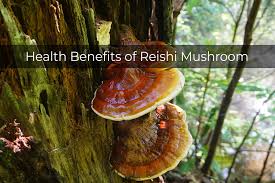 Image result for Ganoderma lucidum