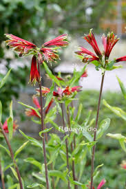 Image result for Alstroemeria pulchella