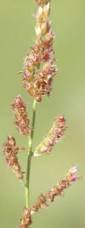 Image result for Urochloa serrata