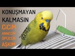 Konusmayan Muhabbet Kusu Kalmasin 1 Cicim Annecim Cici Kus Babacik Askim Opucuk Ask Kusum Fistik Youtube 2020 Muhabbet Kuslari Kus Kusu