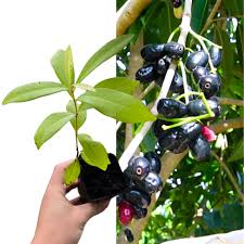Image result for Syzygium cumini