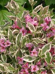 5'hx4'w arching upright red white & pink trumpet shaped flowers late spring bloom foliage: My Monet Weigela Florida Dwarf Shrubs Flowering Shrubs Pink Spring Flowers