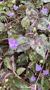 Image result for Tinnea galpinii