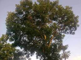 Kerana sifat ini, pokok mahogani (tunjuk langit) mampu menyerap mineral paling tulen dan berkhasiat daripada. Buah Tunjuk Langit Ipoh 2021