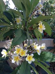 Frangipani Trees Deciduous To Let In Winter Sun Also Beautifully Fragrant I Prefer The White Yellow Asparagus Fern Frangipani Tropical Flowers