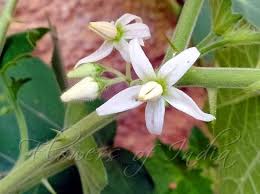 Image result for Solanum viarum