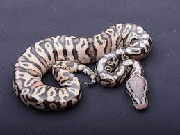 Ball Python Rare Color And Pattern Morphs Ball Python Pet Snake Python
