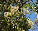 Image result for Neocussonia umbellifera