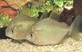 silver dollar fish metynnis argenteus characin fish guide