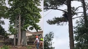 It took hours, but every piece was taken down safely and when the straight trunk was thrown, it hit exactly as they planned, right. Simply Trees And More Llc Tree Removal Service Charlottesville Va