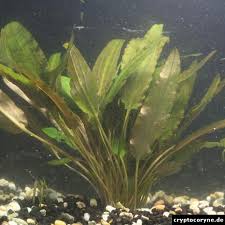 4.1 невилля (cryptocoryne nevilli) 4.2 вендта (cryptocoryne wendtii) 4.3 балансе (cryptocoryne balansae) Cryptocoryne Wendtii