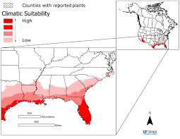 Image result for Ischaemum afrum