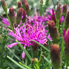 Image result for Vernonia kirkii
