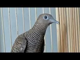 Burung perkutut jantan remaja bonus sangkar = rp 150.000. Perkutut Cemani Gacor Youtube