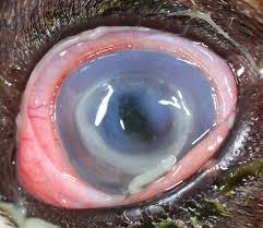 The only corneal ulcers that we see are those that are symptomatic enough to be noticed. Deep Stromal Corneal Ulcers Descemetocele And Iris Prolapse In Animals Emergency Medicine And Critical Care Merck Veterinary Manual