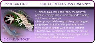 Hewan Dan Ciri Khususnya Hewan Gambar Gambar Hewan